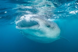 These results have implications for the conservation of this endangered species. ‘The best data available suggests that more than half of the world’s whale sharks have been killed since the 1980s. Although the western Indian Ocean remains a global hotspot for the species, even the largest feeding areas only host a few hundred sharks. Our results show that we need to treat each site separately, and ensure good conservation management is in place, as the sharks may not re-populate if they’re impacted by people’s activities,’ Prebble added.