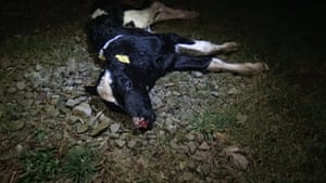 A still from a video by Eyes on Animals and L214 last year showing a calf lying on the ground