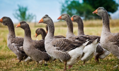 A flock of grey geese being raised for foie gras production near Sarlat in the Dordogne, France