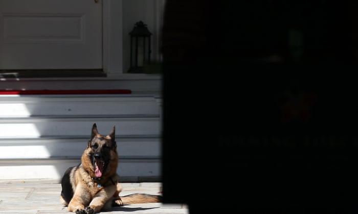 Aoc Finds Her Perfect Puppy Which Other Politicians Have Found Theirs Us News The Guardian