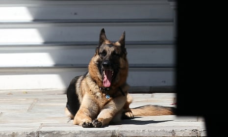 Major German Shepherd