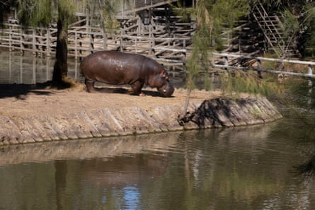 The Hippo enclosure at the Western Plains zoo.