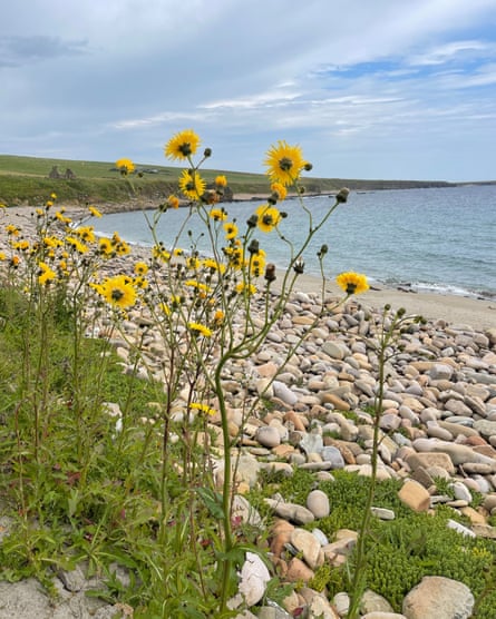 Yellow wildflowers growing on the Orkney shoreline.