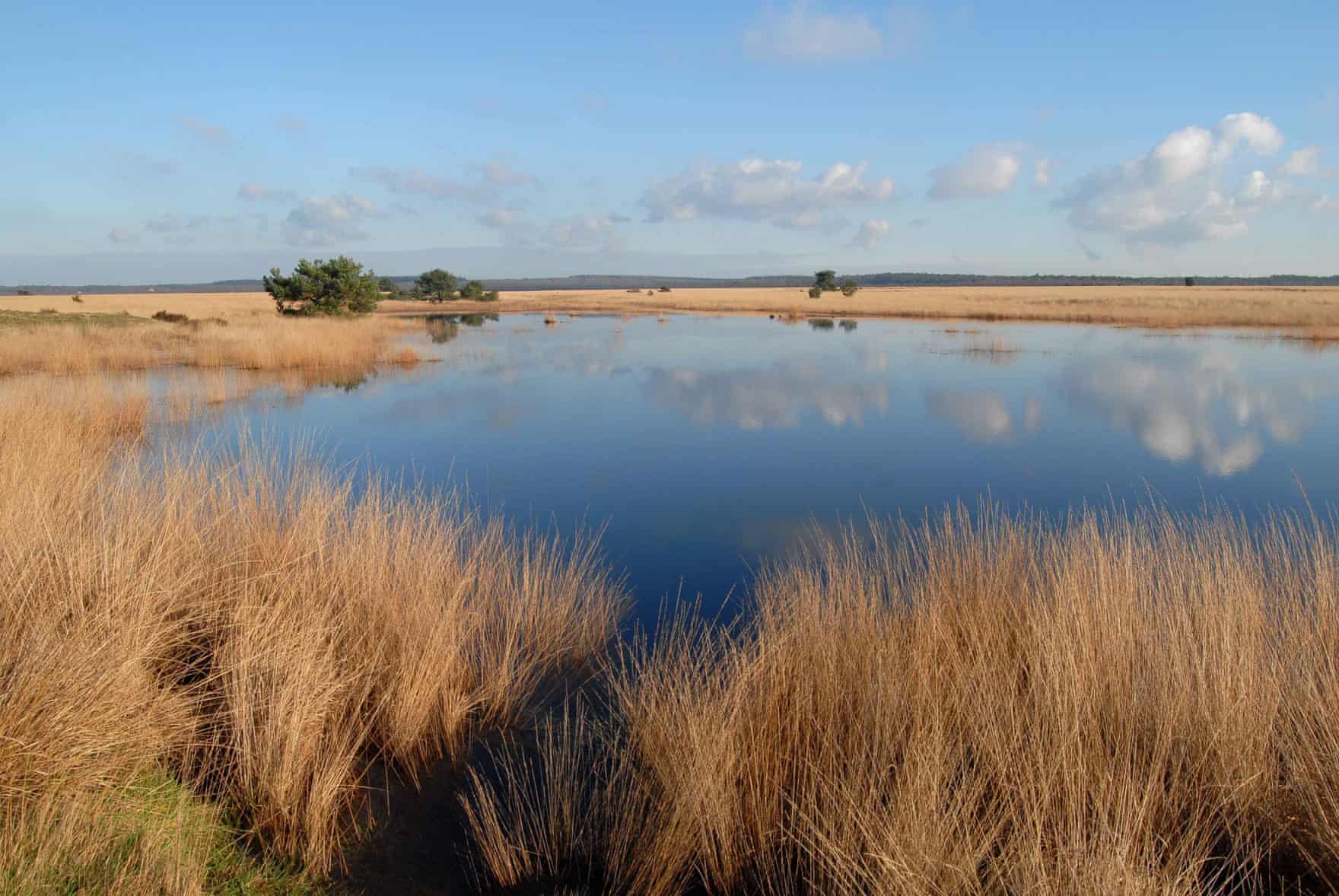 An area of reflective open water, surrounded by autumnal-looking grasses, with a blue sky