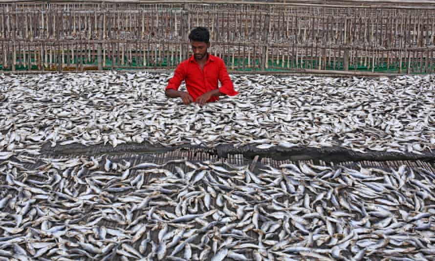 A man stands amid dead fish at fish-drying plant in Bangladesh