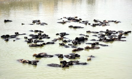Cows cool off in a pond to beat the heat in Larkana, Pakistan
