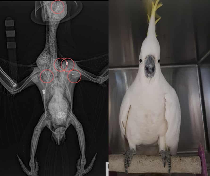 Sulphur Crested Cockatoo Survives After Being Shot Five Times By Two Guns Birds The Guardian