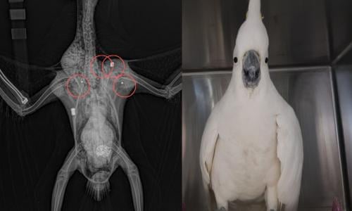 Sulphur Crested Cockatoo Survives After Being Shot Five Times By Two Guns Birds The Guardian