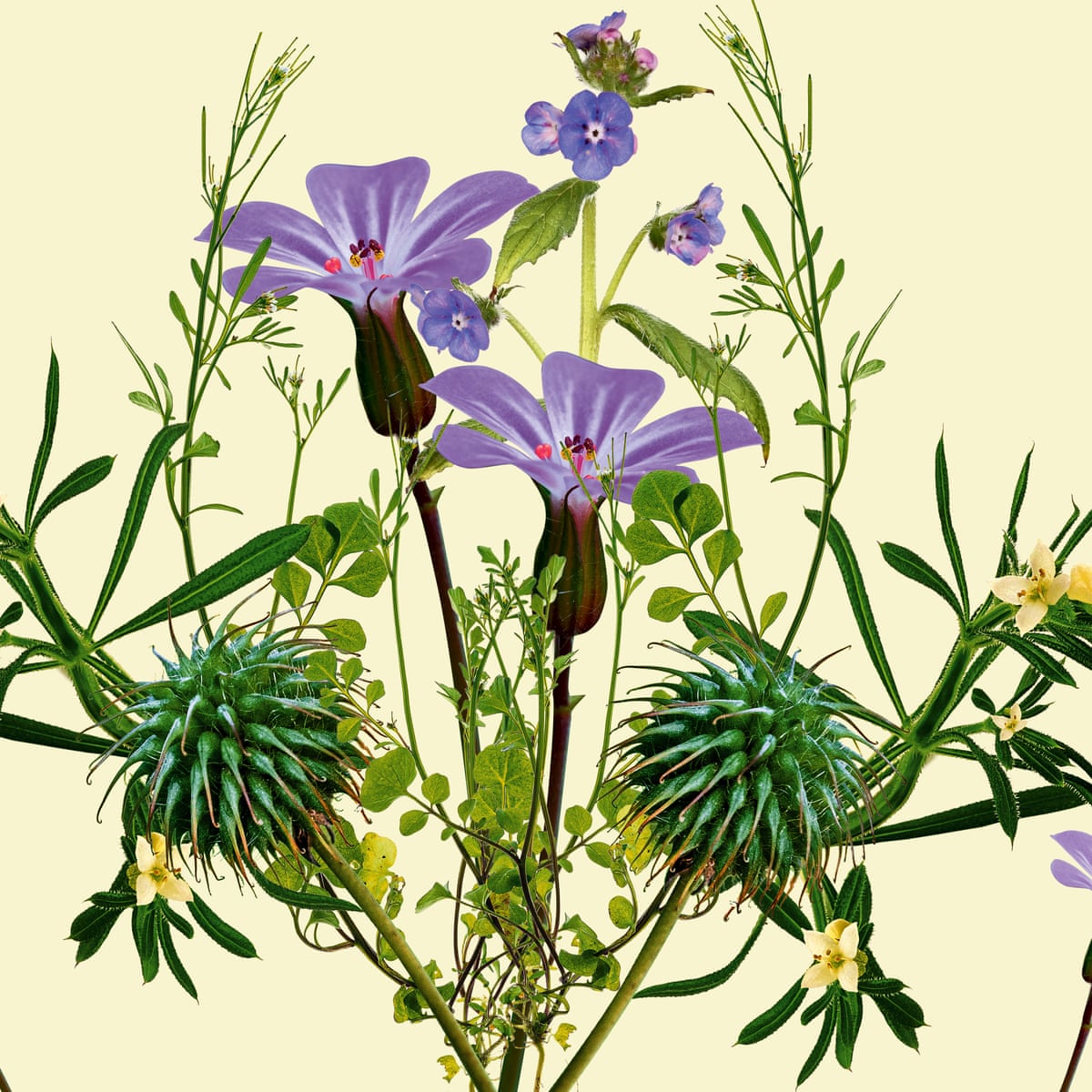 Exploit Clipart Of Flowers