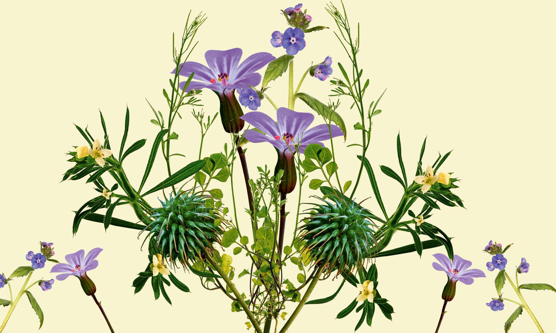 Illustration of various weeds