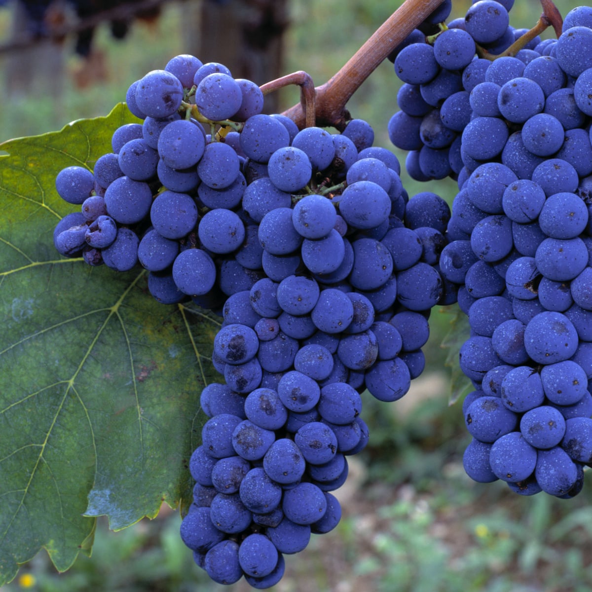 Sangiovese Grapes sangiovese-grapes