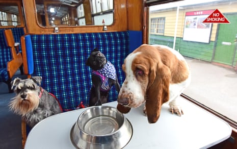 The North Yorkshire Moors Railway has created a carriage dedicated just to dogs
