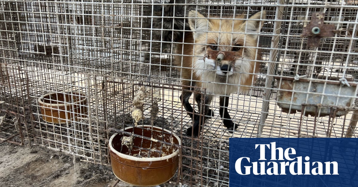 We keep pets and eat livestock, why not this?': China's defiant fur farmers  | China | The Guardian