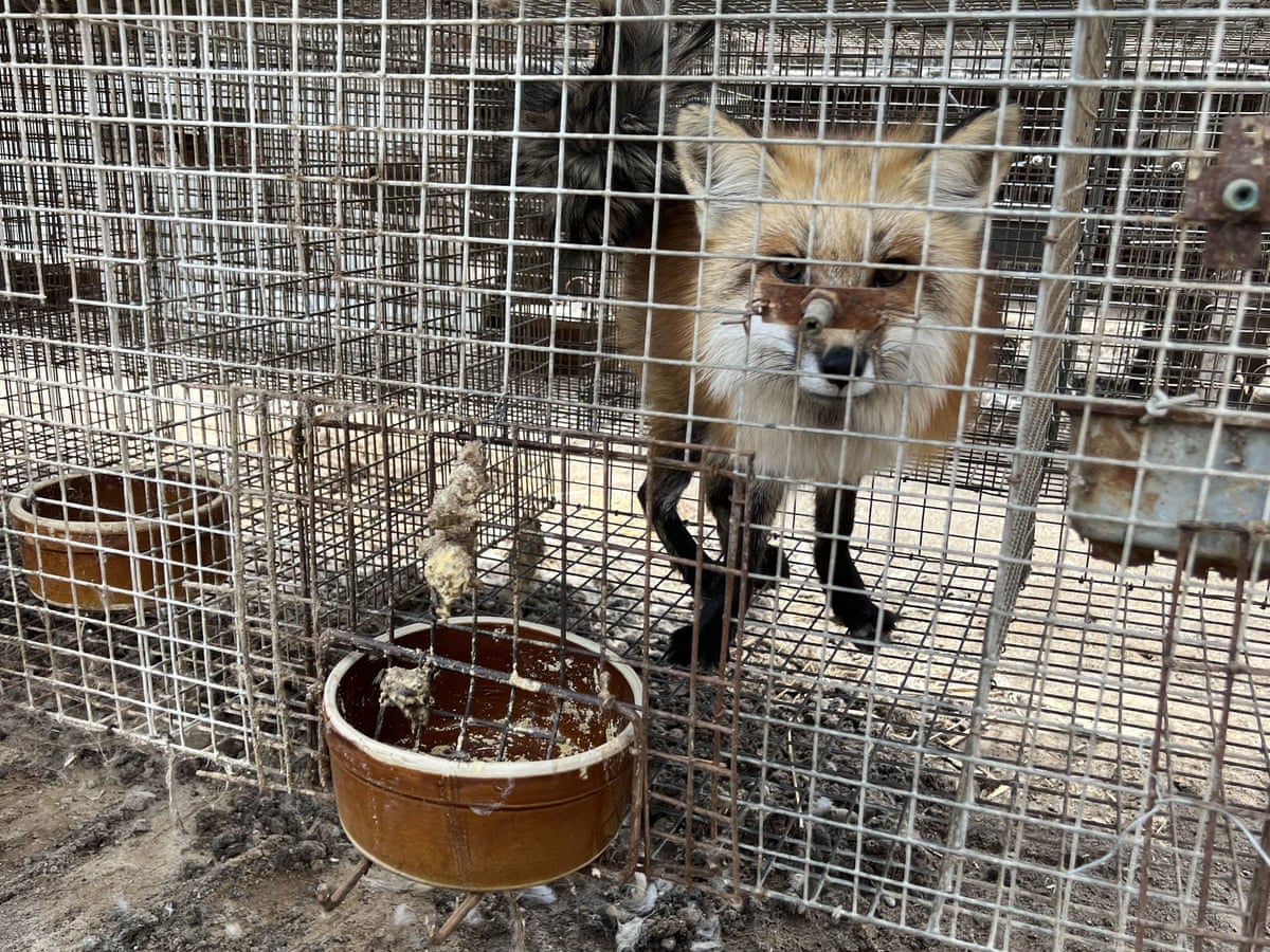 We keep pets and eat livestock, why not this?': China's defiant fur farmers | China | The Guardian
