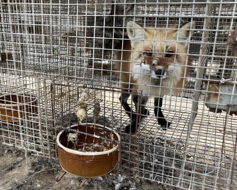 Fur farming investigation in China HSI’s investigation at nine fur farms in northern China — one of the world’s largest fur producing countries — focuses on a side of the fur trade rarely exposed in investigations, the suffering of babies and their mothers forced to live in cramped, filthy, unnatural conditions. Fur farming has been illegal in the UK since the Fur Farming (Prohibition) Acts came into force in 2003. Despite this, HMRC records show that £28,492,281 of fur has been imported to the UK from China in the last five years. HSI/UK is urging the Government to end this double standard by banning imports and sales of fur in the UK. ERIC PHOTOS: https://media.gutools.co.uk/search?query=hsi%20china%20fur&nonFree=true