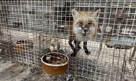 Fox kept in small, bare cage