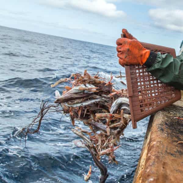 A man tips a basket of crustacea into the sea from a boat