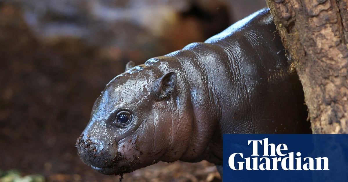 Panya the pygmy hippo: how a tiny baby animal became a sensation