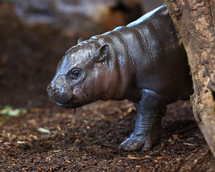 Panya the pygmy hippo: how a tiny baby animal became a sensation Panya the pygmy hippo: how a tiny baby animal became a sensation