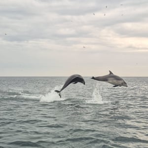 Dolphins jumping out of the water at Thornwick Bay, East Yorkshire, UK
