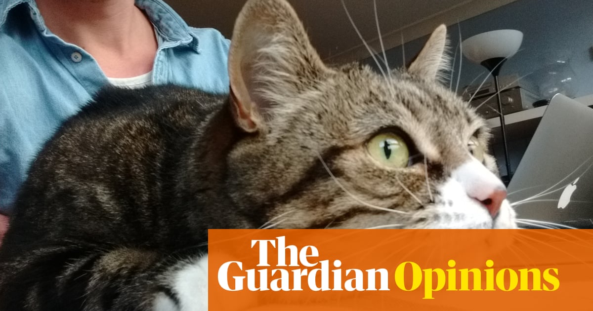 Why Become A Cat Dad It S Not Necessarily To Attract The Opposite