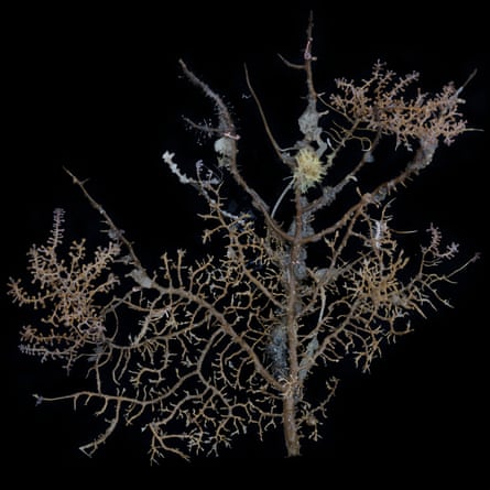 A dead gorgonian coral skeleton provides substrate and habitat for many other species