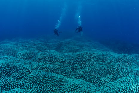 Citizen scientists have identified what is believed to be the largest documented coral colony on the Great Barrier Reef, found during the Great Reef Census