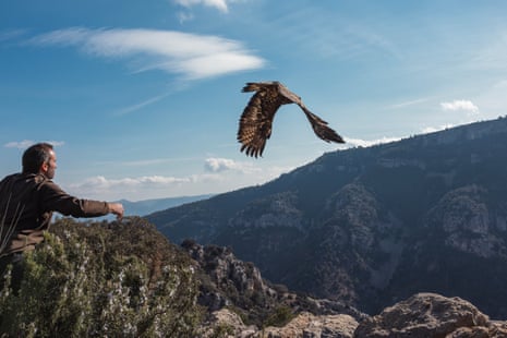 A golden eagle flies away from a man who has just released it in the Spanish mountains.
