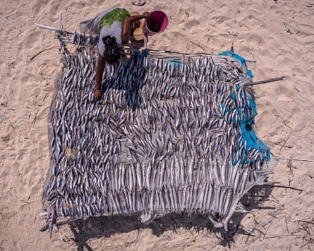 Aerial view of a woman arranging scores of small fish on a wooden platform on a beach