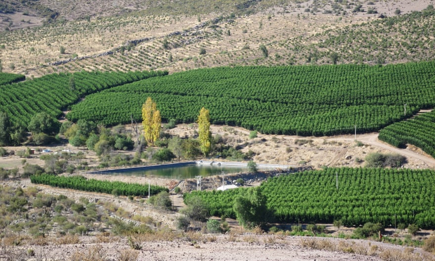 An avocado plantation in Petorca, Chile.