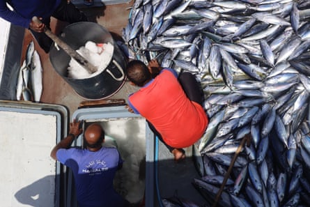 Three mean are seen from above putting ice on to a large pile of silver fish
