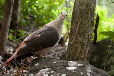 A wild pink pigeon at Black River Gorges national park in Mauritius