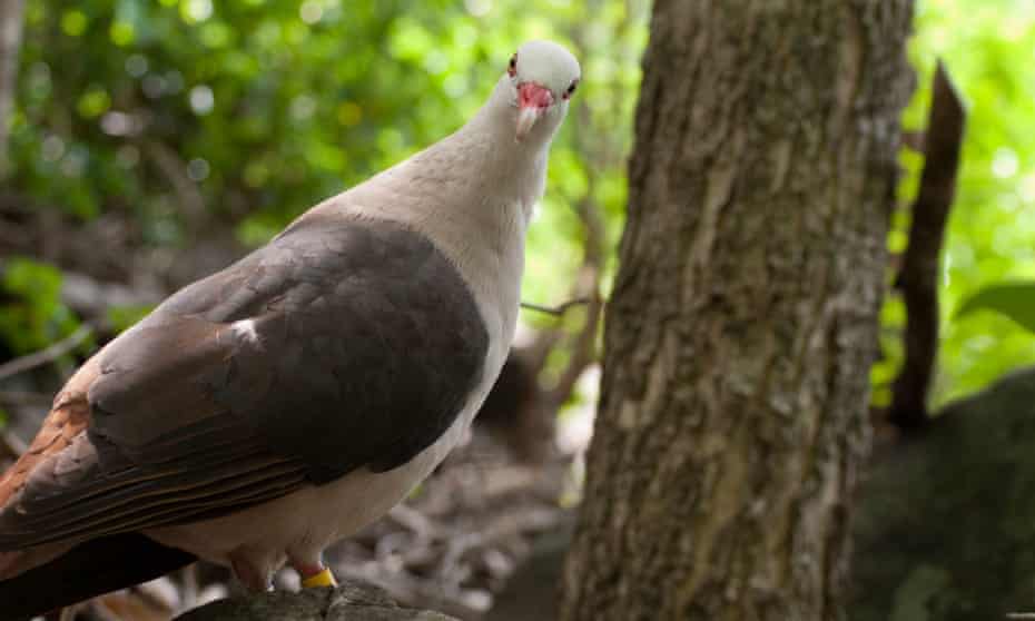 New Iucn Green Status Launched To Help Species Thrive Not Just Survive Endangered Species The Guardian New Iucn Green Status Launched To Help Species Thrive Not Just Survive Endangered Species The Guardian