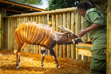 A woman reaches out to stroke a mountain bongo in an enclosure.