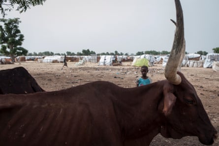 A boy stands behind an emaciated cow in the Muna informal settlement, in Borno state, north-east Nigeria