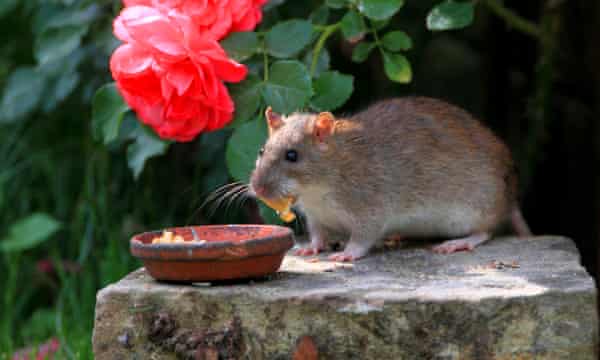 Summer of the cannibal rats! Hungry, aggressive, highly fertile – and  coming to our homes | Animals | The Guardian