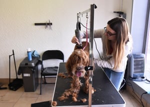 Dog being shaved