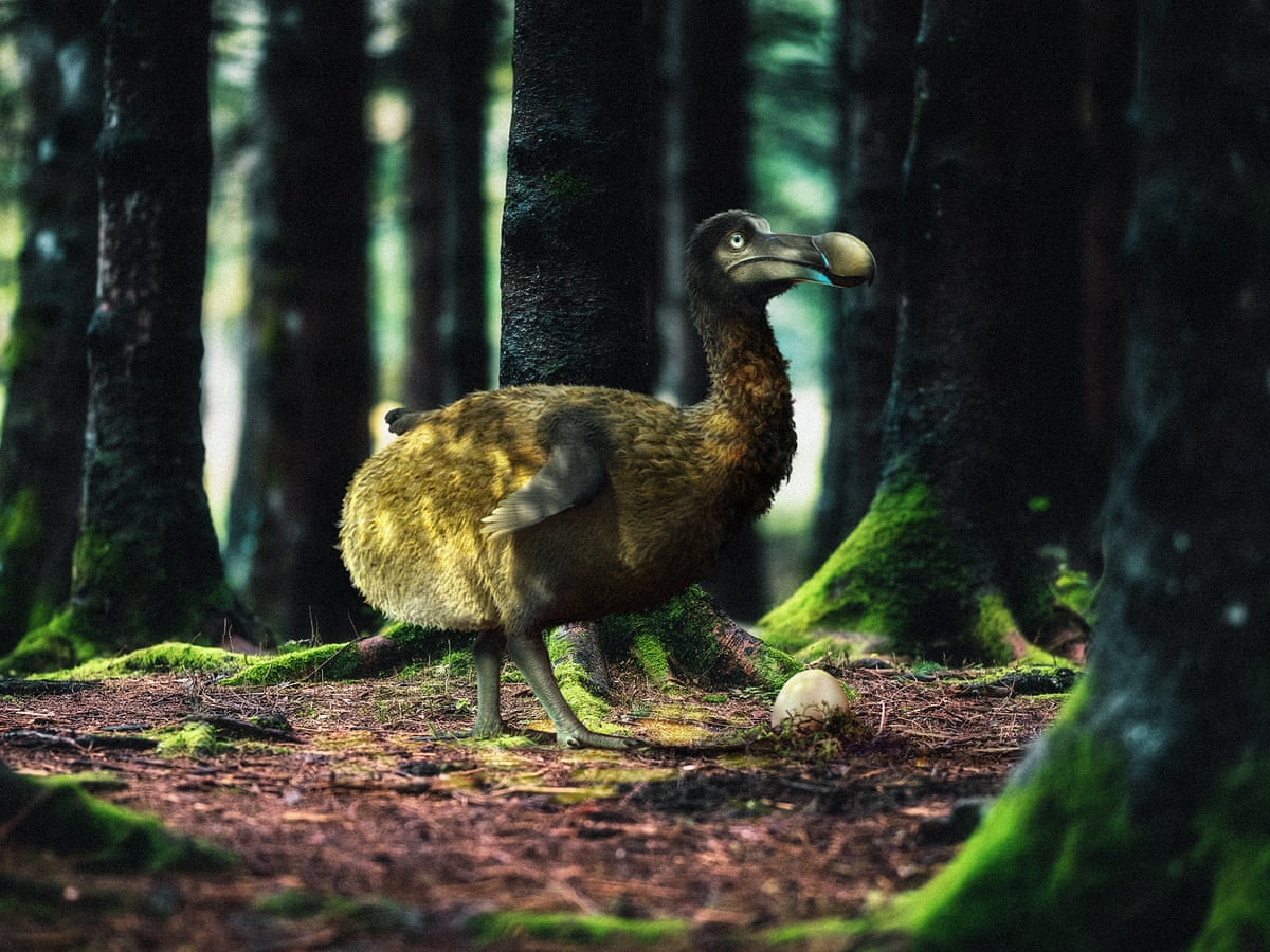 Gene editing company hopes to bring dodo 'back to life' | Extinct wildlife  | The Guardian
