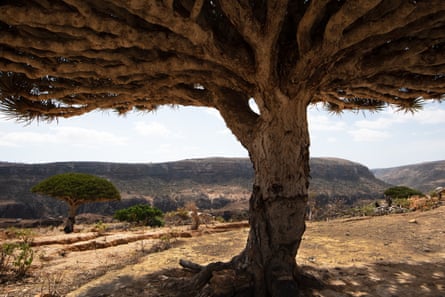 The trees are a valuable source of shade on the island