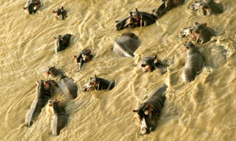 A pod of hippos swim in a river in Mkhuze Game Reserve, 300 km (186 miles) north of the coastal city of Durban, South Africa April 9, 2006. 