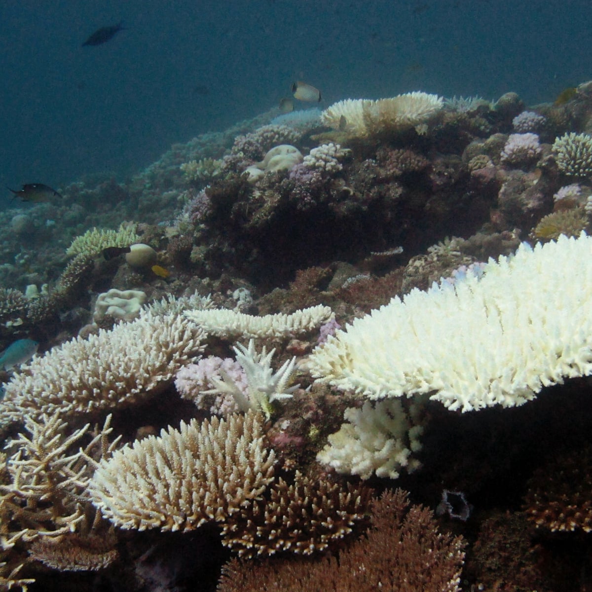 All coral reefs in western Indian Ocean 'at high risk of collapse in next  50 years' | Coral | The Guardian