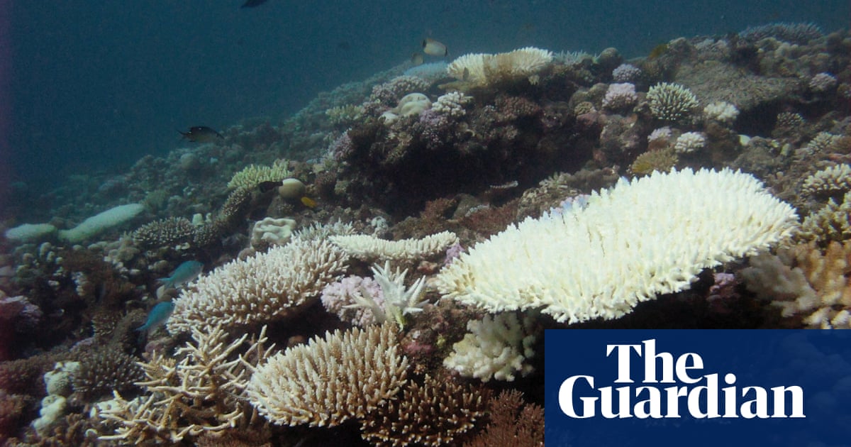 西印度洋的所有珊瑚礁“在未来都面临着崩溃的高风险” 50 年'