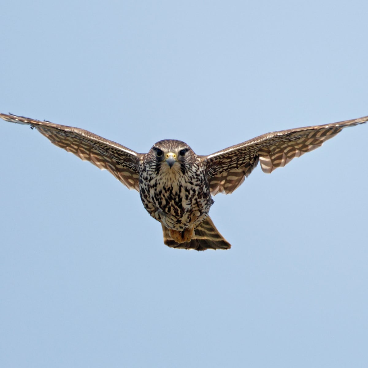 pics Merlin Bird Of Prey Images merlin birds