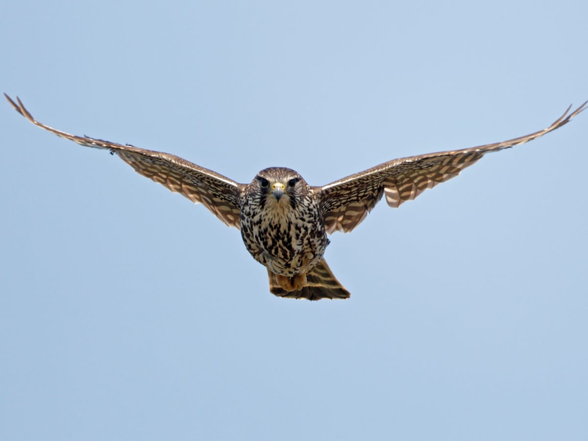 Female Merlin Falcon Flying