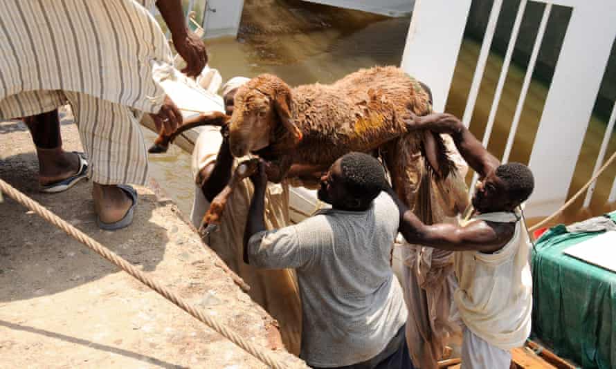 A sheep is rescued after the ship Badr 1 sank