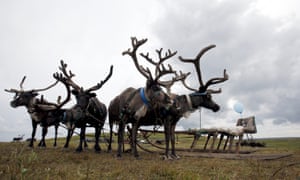 The reindeer are kept to provide for the families of the herders and to produce meat and antlers for sale