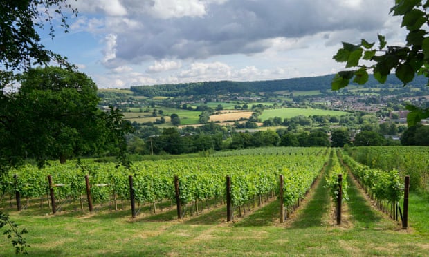 Glorious vineyard views: Woodchester Valley