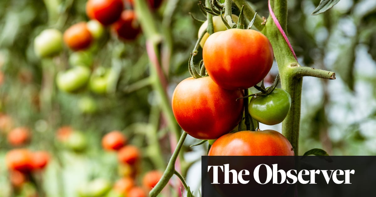 Tips and tricks for the tastiest tomatoes