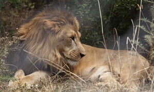 An Abyssinian lion, which was rescued from captivity at an early age, in the Ethiopian chapter of Born Free, which houses six Ethiopian lions that have been rescued from captivity from various locations around the country.