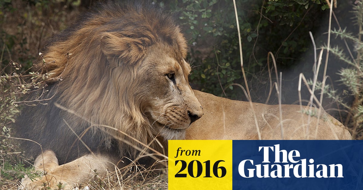 Lions Rediscovered In Ethiopian National Park Environment The Guardian